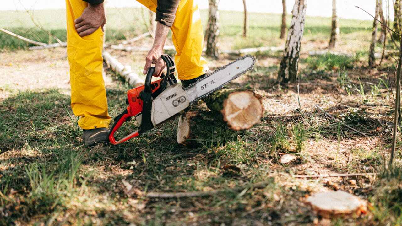 Tree Branch Trimming in Seymour, MO